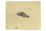 Detailed Fossil Fish (Cockerellites) - Wyoming #299850-1